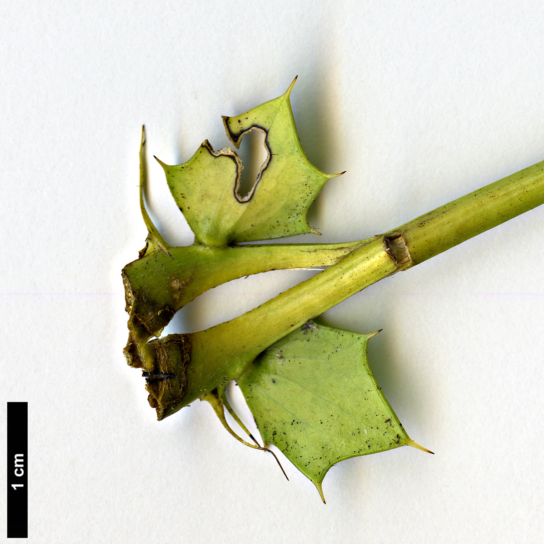 High resolution image: Family: Berberidaceae - Genus: Mahonia - Taxon: oiwakensis - SpeciesSub: subsp. lomariifolia var. tenuifoliola